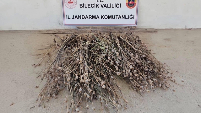 Kınık’ta izinsiz ekilen 136 kök haşhaş ele geçirildi